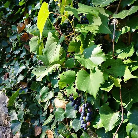 アパート Olivari - Il Melograno