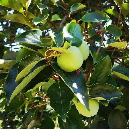 Olivari - Il Melograno * カモーリ