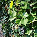 Appartement Olivari - Il Melograno